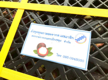 กระจายผลไม้ “มังคุด” พารามิเตอร์รูปภาพ 9